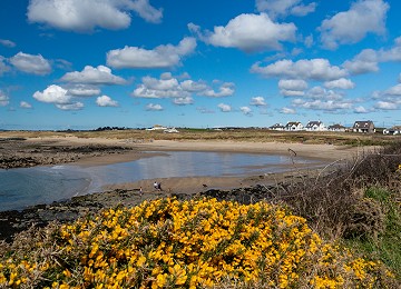 Looking across towards Porth Nobla with the Gorse in bloom
