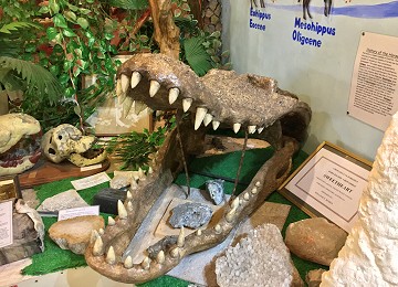 Crocodile jaw and teeth