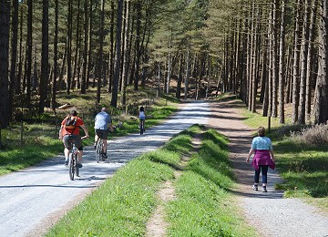Cycling and walking is a popular pass time in Newborough forest