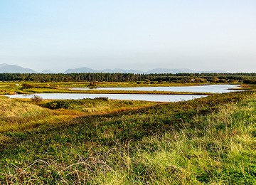 The lagoons at Malltraeth behind the Cob are a fantastic place for birds